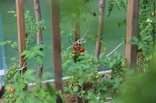 Tunele Multiwegetacyjne to konstrukcja bardziej profesjonalna niż tunele Hobby. Tunel multi na pewno zadowoli każdego zaawansowanego ogrodnika.