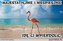 Majestatycznie i niespieszn...