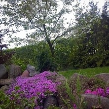 skrawek mojego ogrodu ;)