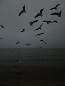 "Get into the car
We'll be the passenger
We'll ride through the city tonight
We'll see the city's ripped backsides
We'll see the bright and hollow ...