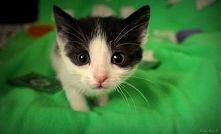 Dakota-jeden z cudownych kotków, który czeka na swojego kochającego właściciela (adopcja) :)
Ja już jednym z nich się zaopiekowałam:) Zapraszam do odwiedzenia strony.