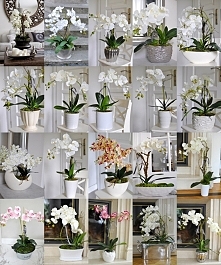 sztuczne storczyki z tendom.pl