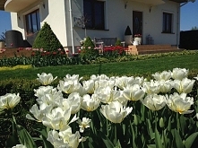 tulipany i bukszpany