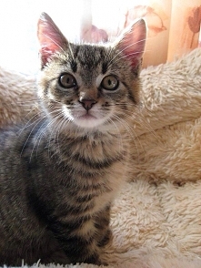 kot mojego taty"boczek"