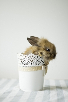 Darmowe zdjęcia do pobrania...