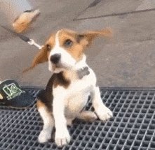 Beagle gif.