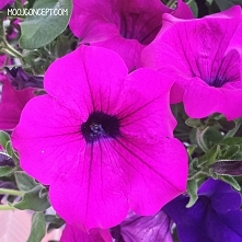 Surfinia - kwiat piękny, ale i ... Więcej na blogu moojconcept .com ZAPRASZAM