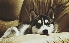 Słodki ;*