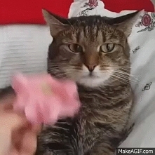 Jak popsuć kota... :D