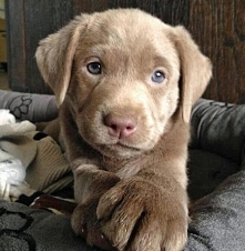 Labrador retriever