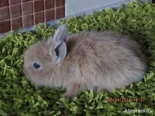 Króliczek. Bardzo słodki.