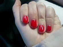 semilack hybryda 
red