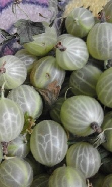 Ktoś z Was lubi ? :)