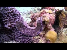 How I Became the Sea by Owl City Music Video