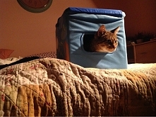 wreszcie idealne pudełko do mojego kota :)