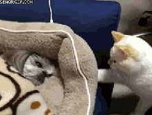 koty to sku......le xD