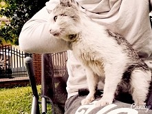 przygarnięty dachowiec :)