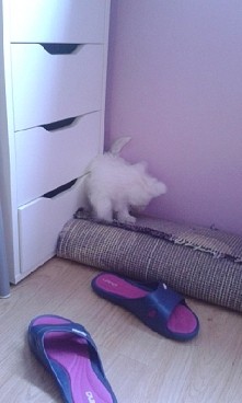 a oto i moja księżniczka na...