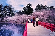 Japonia, sakura