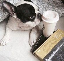 *0*kocham buldogi francuskie