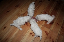 Głodomory muszą się najeść ...