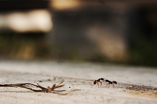 Mrówki, leniwe popołudnie:]