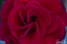 Red Rose