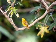 yellow saphrone finch
