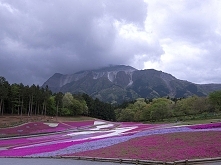 Wzgórze Shibazakura w Japonii

Cała gama roślinności w tym parku widoczna jest najlepiej od kwietnia do początku maja. Czego tam nie ma! Tysiąc wiśni, czereśnie, japońskie gatun...
