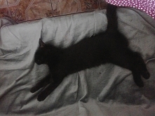 (prawie) logo Pumy - w roli głównej - Rambo