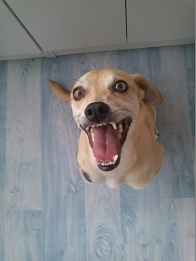 pupcia zacieszony ;)