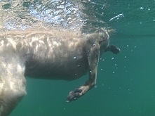 pływaczek;)
zalajkujecie zd...