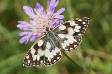 Tyle latania za motylami było i w końcu go uchwyciłam :)
