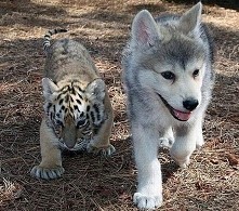 Husky
