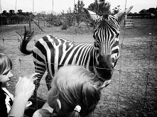 zebra x zoo Safari