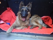 Pańsia no właz do samochodu i jedziemy!!