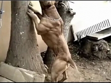 O poder do Pit Bull - The pit bull dog power (versão 2)