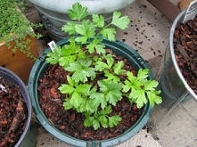 Pietruszka naciowa w donicz...