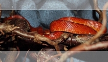 Charles Manson - mój aniołek <3