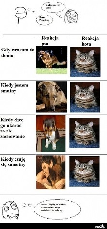 ale małe kotki są przesłodkie <3