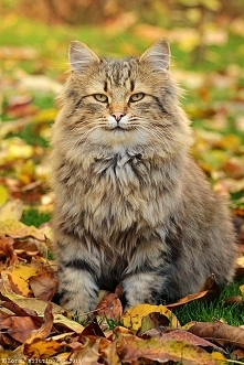 Jak kot jesień znalazł. Więcej na Zoomia