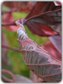 Wczoraj postanowiłam wziąść aparat do ręki i kontynuować moją pasję :) wyszła z tego jesienna sesja w której jest pełno wyostrzeń itd. :) jeżeli to zdjęcie się spodoba to dodam ...