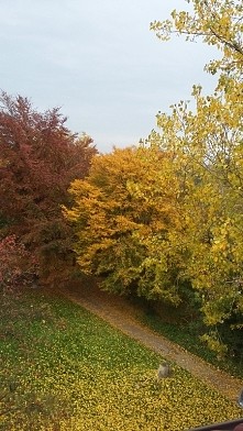 jesień za moim oknem ♡