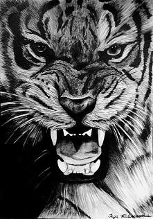 tygrys rysunek ołówkiem