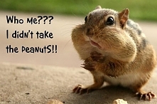 wiewiórka na poprawę humoru :) w tak zimny dzień jak dzisiaj sprawdza się idealnie ;)