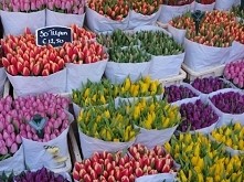 Holandia, piękne tulipany.