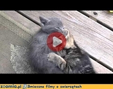 Kocie zabawy Więcej na Zoomia