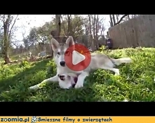 Psia Niania. Więcej na Zoomia