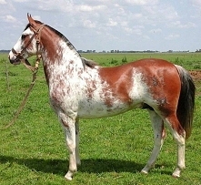 Criollo horses