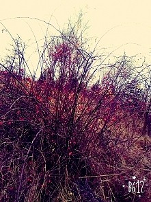 Jesień już od dawna gości w Polsce. A na świecie coraz gorzej,ile jeszcze spokojnych jesieni nam zostanie? #fotografować